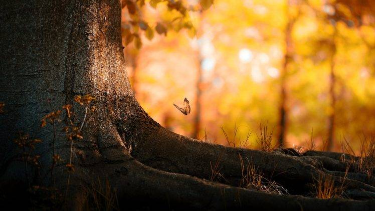 butterfly, Trees, Nature, Bokeh HD Wallpaper Desktop Background