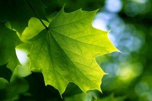 leaves, Nature, Bokeh