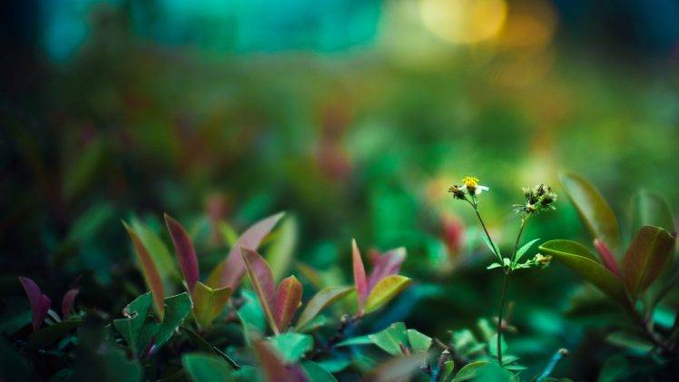 nature, Macro, Plants, Flowers HD Wallpaper Desktop Background