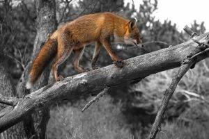 animals, Selective Coloring, Branch, Fox, Wildlife, Dead Trees