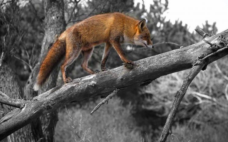 animals, Selective Coloring, Branch, Fox, Wildlife, Dead Trees HD Wallpaper Desktop Background