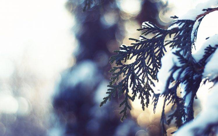 snow, Nature, Depth Of Field, Bokeh, Leaves HD Wallpaper Desktop Background