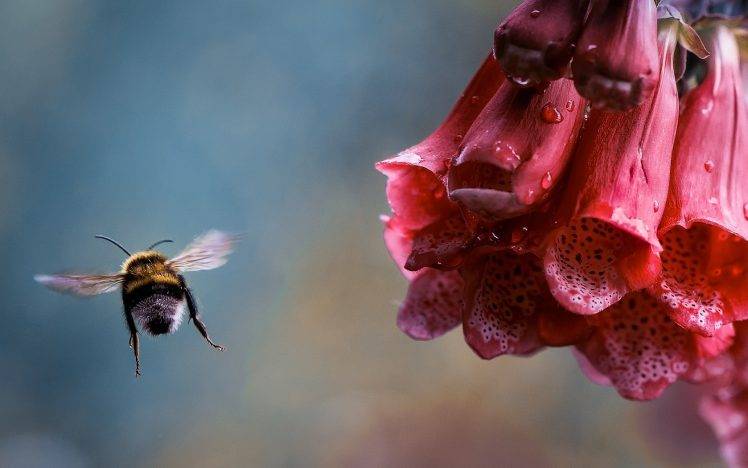 flowers, Bees, Dew HD Wallpaper Desktop Background