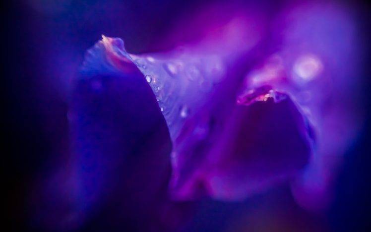 macro, Flowers, Dew, Petals, Purple Flowers HD Wallpaper Desktop Background