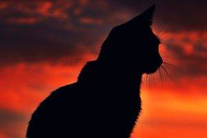 cat, Silhouette, Sunset, Animals