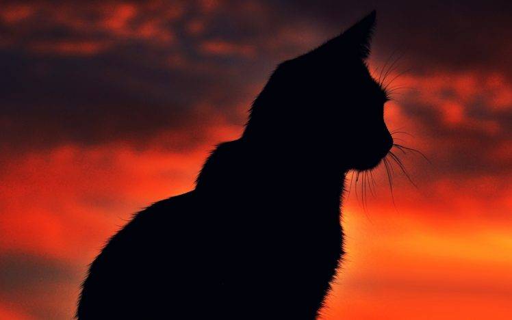 cat, Silhouette, Sunset, Animals HD Wallpaper Desktop Background