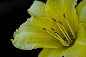 lilies, Flowers, Yellow Flowers, Macro