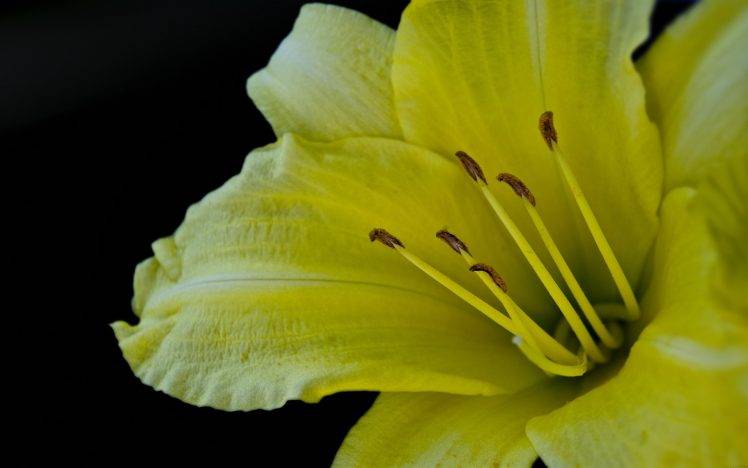 lilies, Flowers, Yellow Flowers, Macro HD Wallpaper Desktop Background