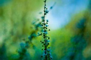 blurred, Nature, Plants, Flowers, Blue Flowers