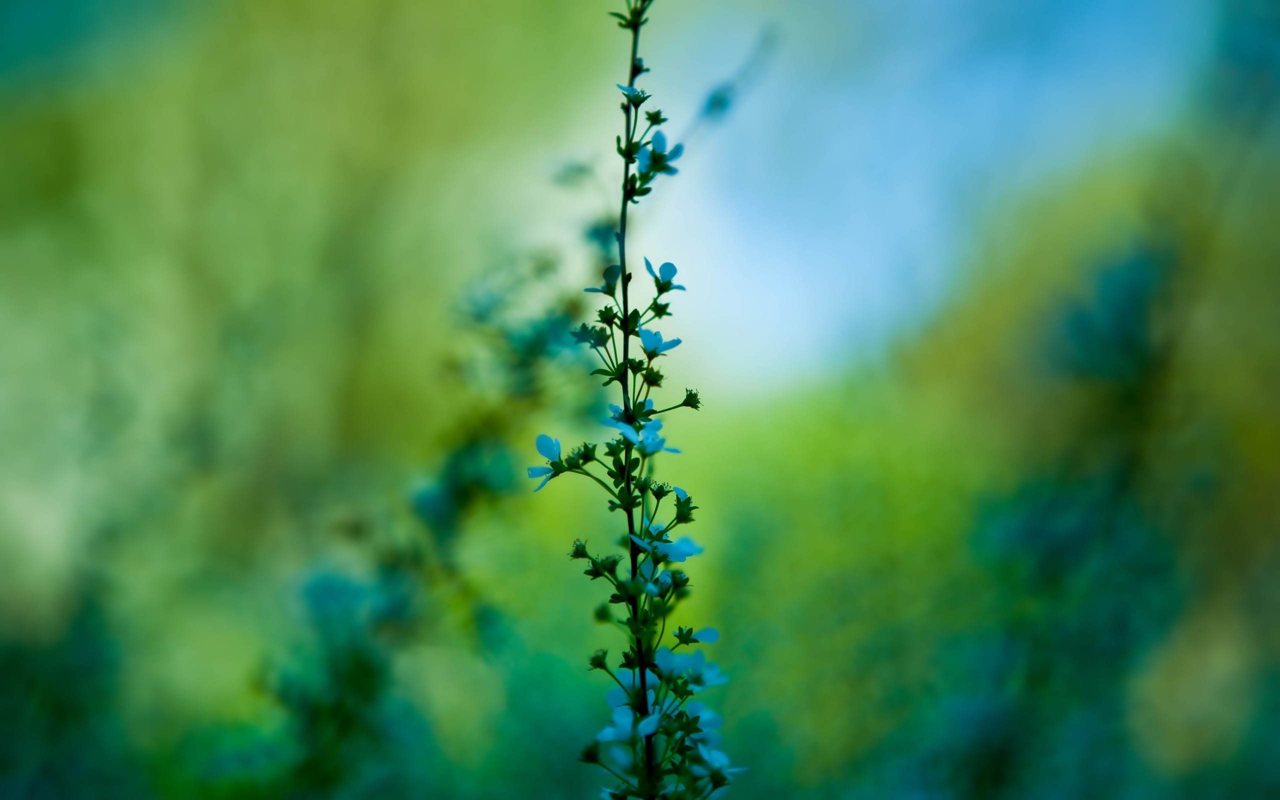 Blurred Nature Plants Flowers Blue Flowers Wallpapers Hd Desktop
