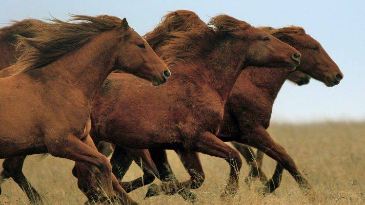 horse, Quentin Tarantino, Animals HD Wallpaper Desktop Background
