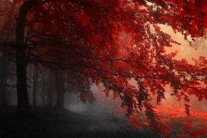 fall, Mist, Red, Nature