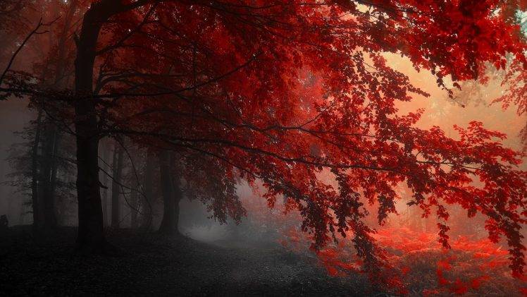 fall, Mist, Red, Nature HD Wallpaper Desktop Background
