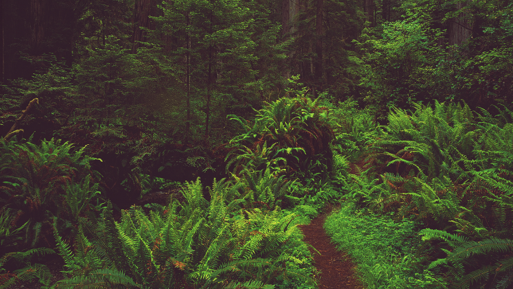 forest, Nature, Grass HD Wallpaper Desktop Background