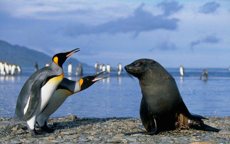 seals, Penguins, Animals, Birds, Sea HD Wallpaper Desktop Background
