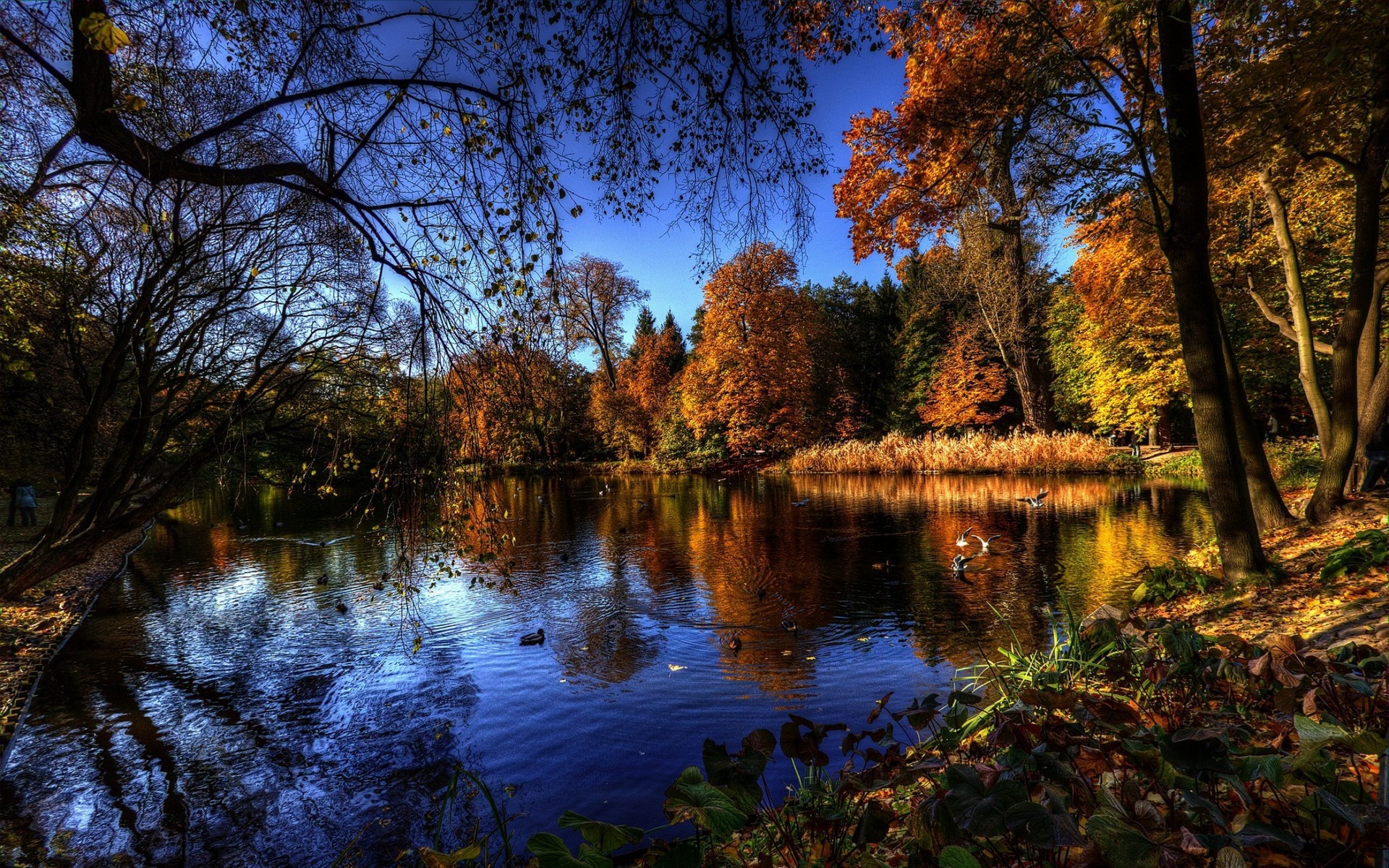 lake, Forest, Nature Wallpaper