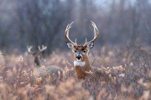deer, Animals, Field, Forest, Depth Of Field