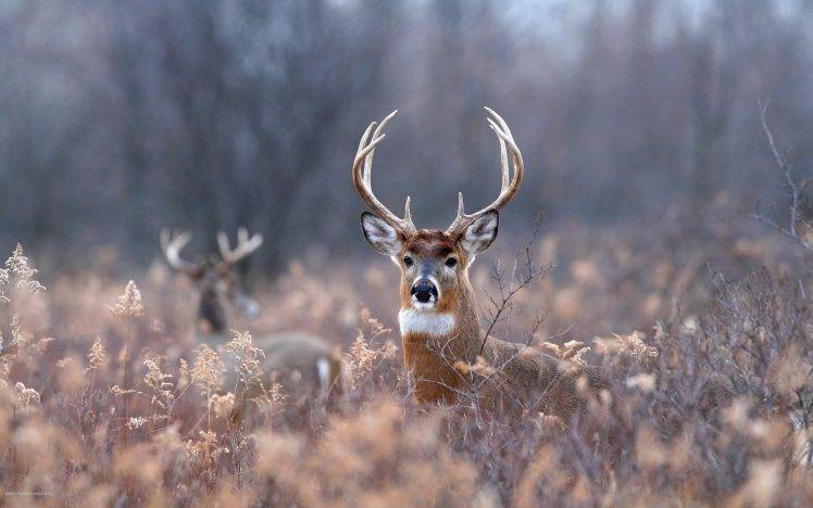 deer, Animals, Field, Forest, Depth Of Field HD Wallpaper Desktop Background