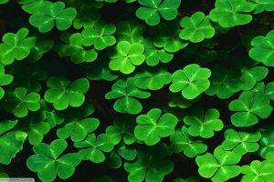 green, Clovers, Leaves, Nature