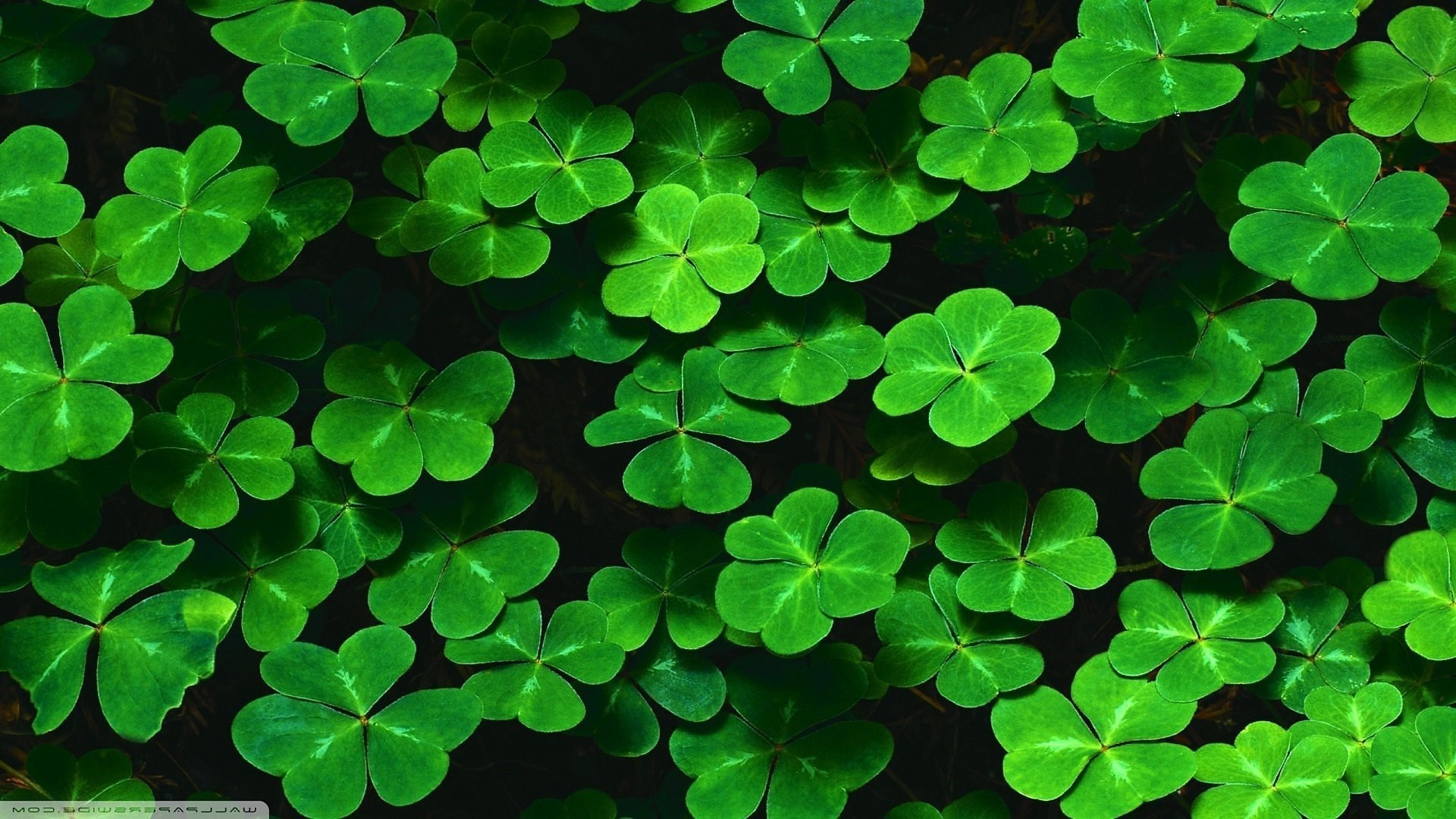 green, Clovers, Leaves, Nature Wallpapers HD / Desktop and Mobile