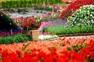 flowers, Garden, Colorful, Depth Of Field, Baskets, Red Flowers