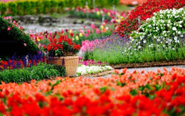 flowers, Garden, Colorful, Depth Of Field, Baskets, Red Flowers HD Wallpaper Desktop Background