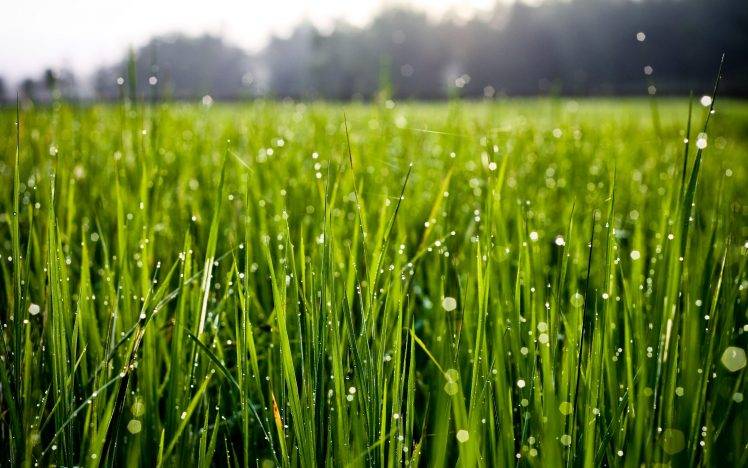 macro, Grass, Water Drops, Nature HD Wallpaper Desktop Background
