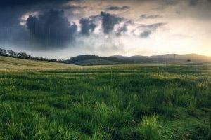 grass, Field, Rain, Nature
