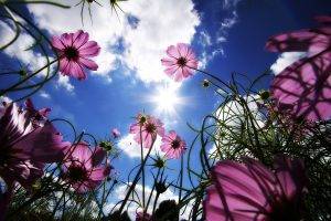 flowers, Nature, Pink Flowers, Worms Eye View, Sun, Cosmos (flower)