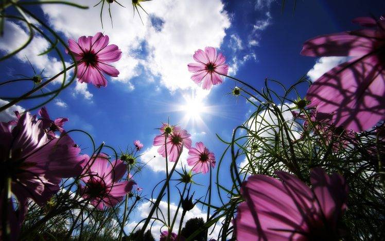 flowers, Nature, Pink Flowers, Worms Eye View, Sun, Cosmos (flower) HD Wallpaper Desktop Background