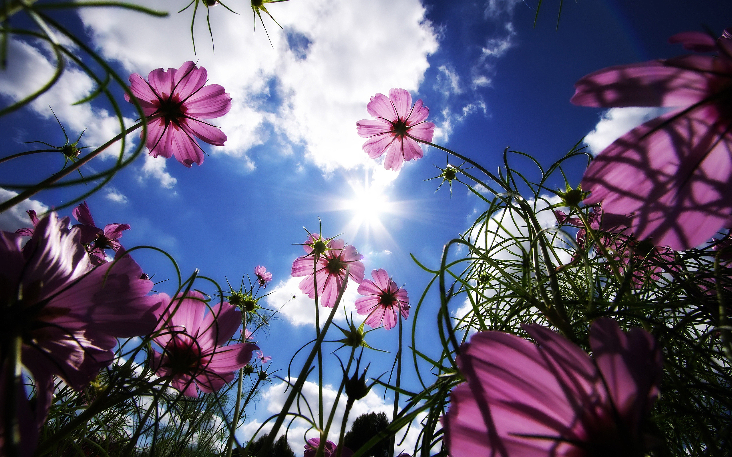 flowers, Nature, Pink Flowers, Worms Eye View, Sun, Cosmos (flower