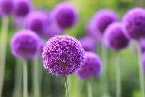 flowers, Purple, Depth Of Field, Nature, Purple Flowers