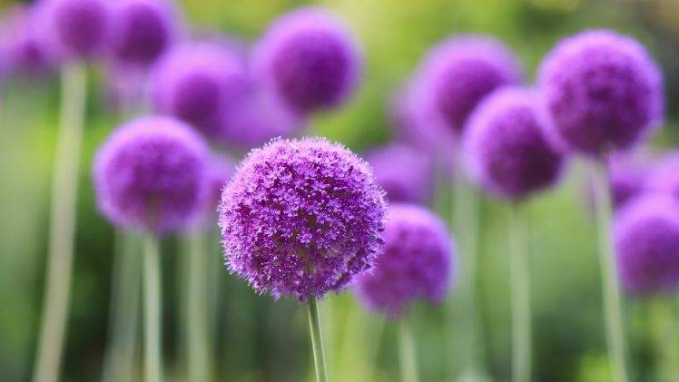 flowers, Purple, Depth Of Field, Nature, Purple Flowers HD Wallpaper Desktop Background