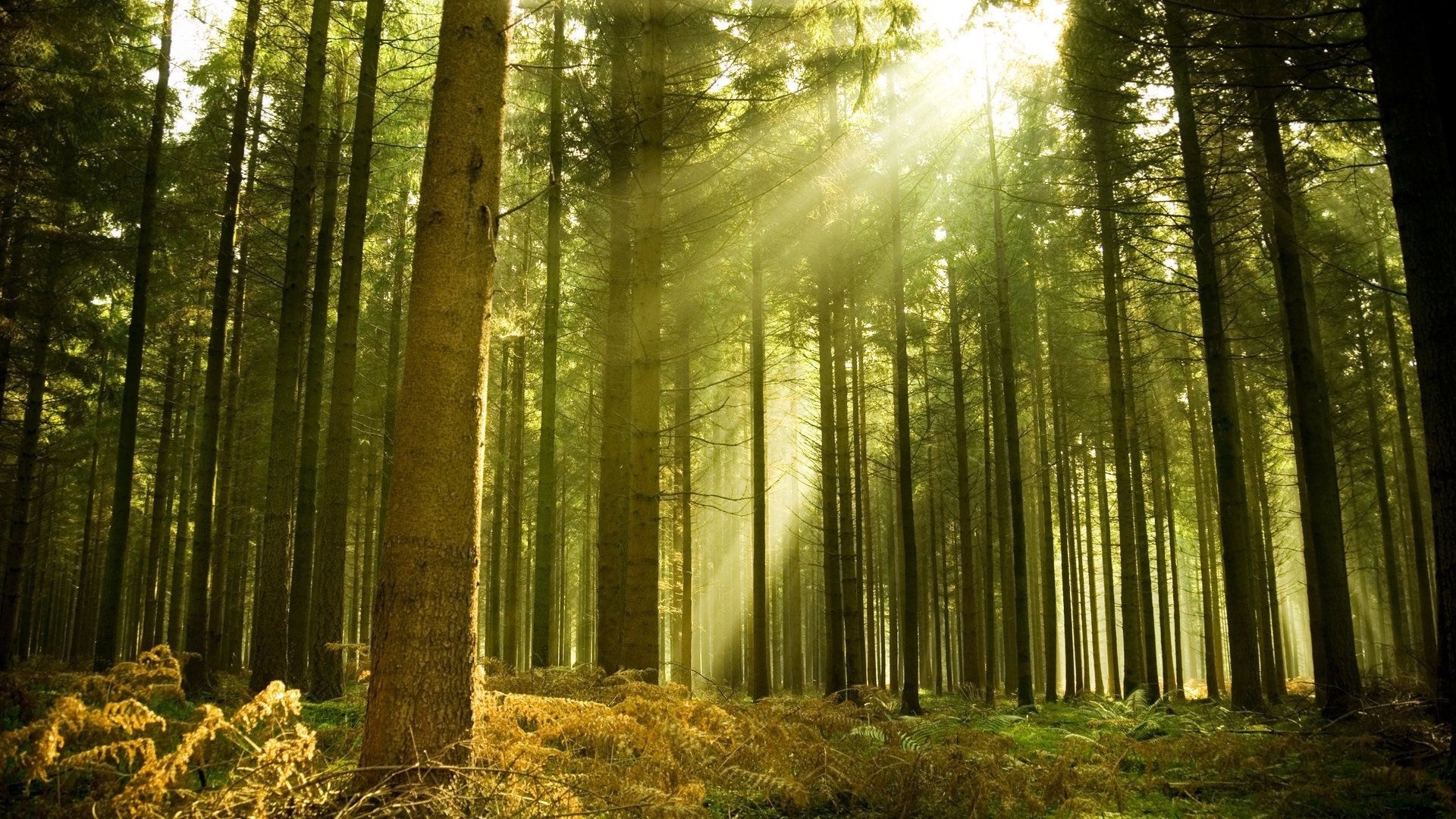 landscape, Nature Wallpaper