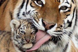 tiger, Cubs, Baby Animals, Animals, Tongues