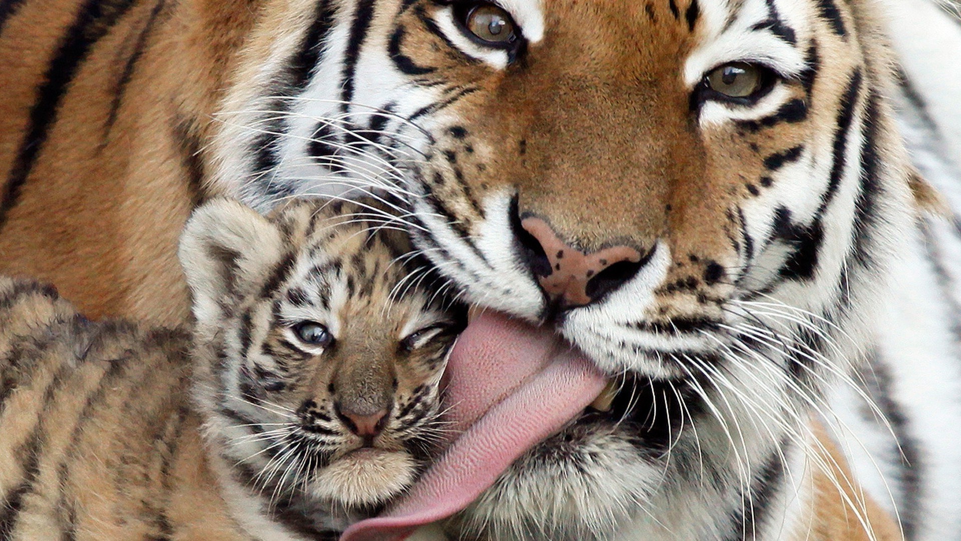  tiger  Cubs Baby  Animals Animals Tongues Wallpapers  HD 
