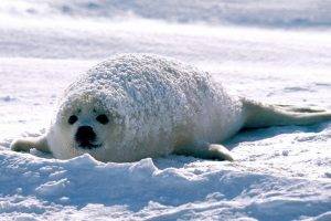 seals, Animals, Nature, Snow, White