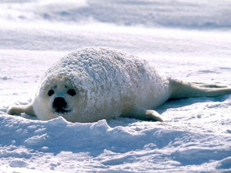 seals, Animals, Nature, Snow, White HD Wallpaper Desktop Background