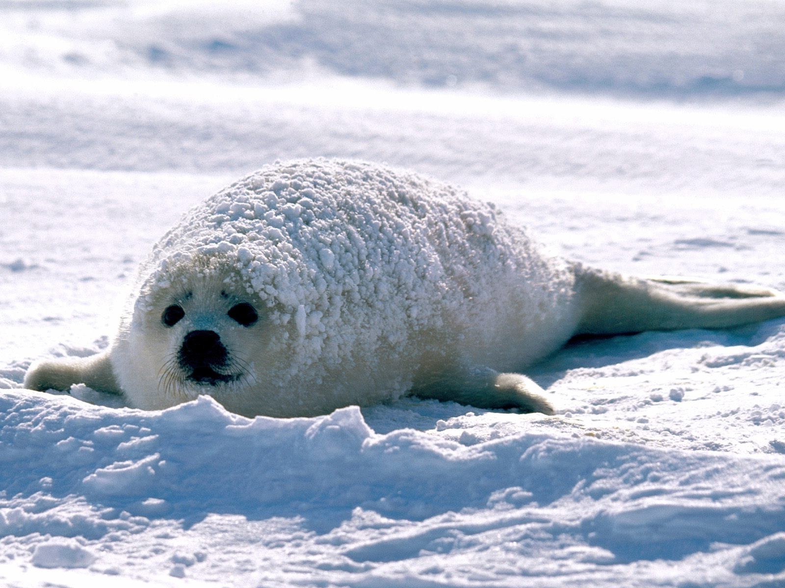 seals, Animals, Nature, Snow, White Wallpaper