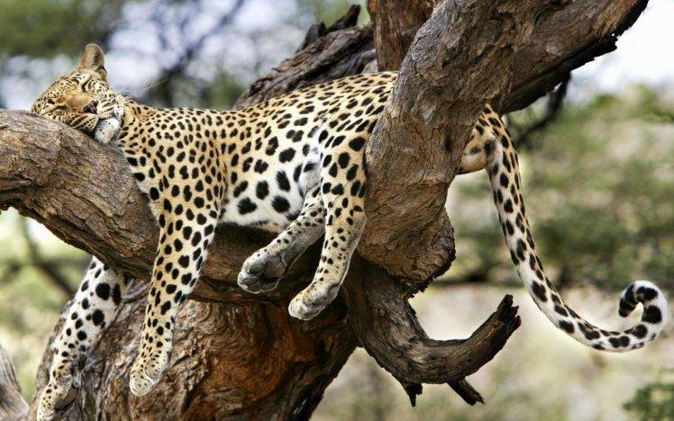 animals, Nature, Jaguars, Leopard HD Wallpaper Desktop Background