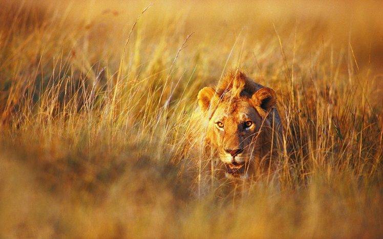 nature, Lion, Animals HD Wallpaper Desktop Background