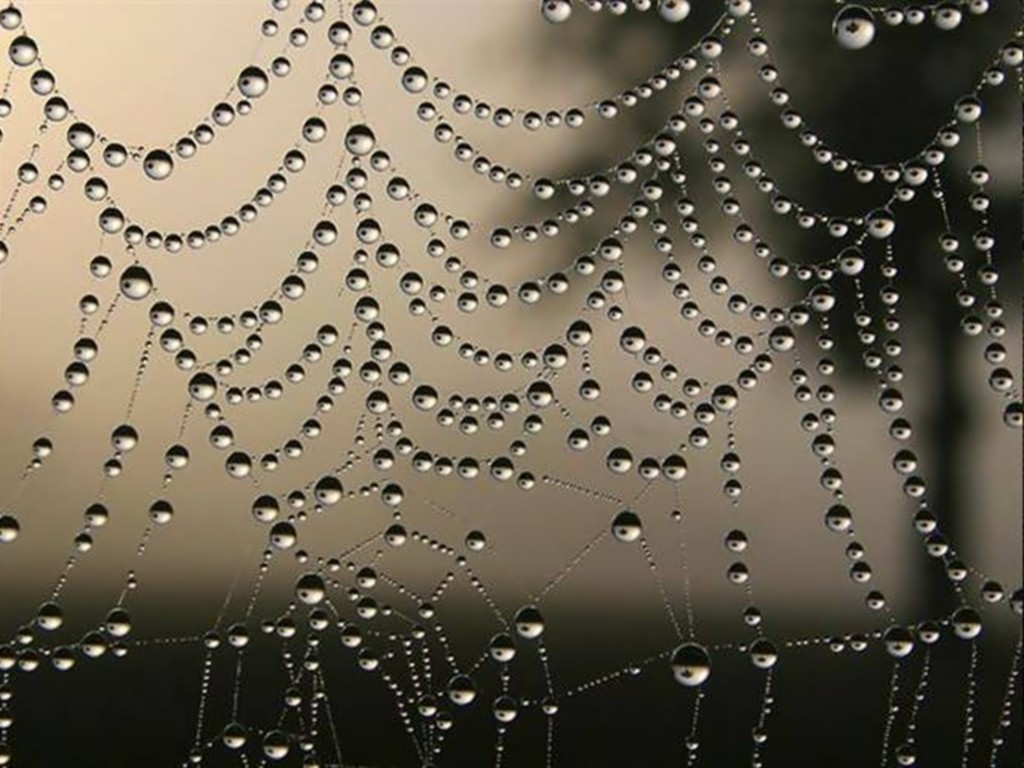 nature, Water, Spiderwebs Wallpaper