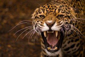 animals, Nature, Jaguars, Leopard