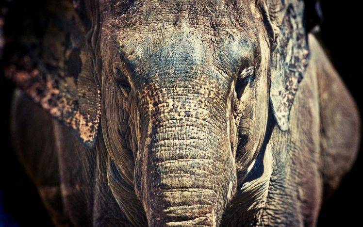nature, Elephants, Animals HD Wallpaper Desktop Background