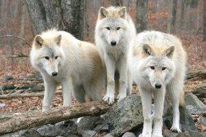 animals, Wolf