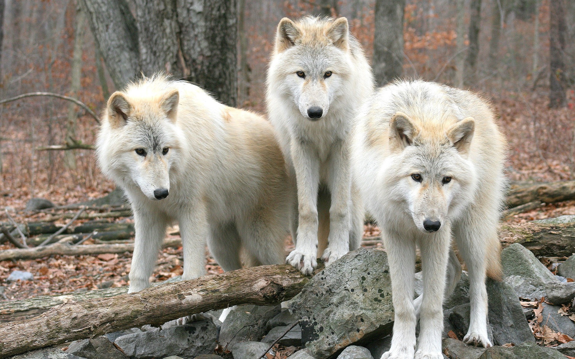 animals, Wolf Wallpaper