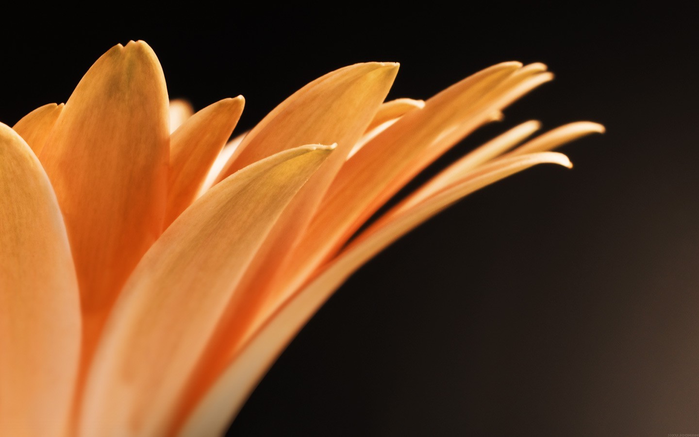 orange Flowers, Flowers, Macro Wallpaper