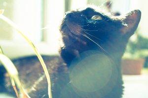 cat, Animals, Sunlight