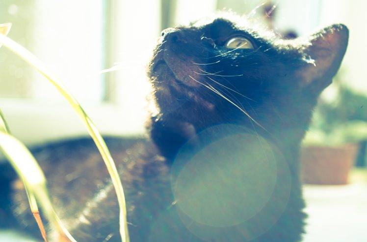 cat, Animals, Sunlight HD Wallpaper Desktop Background