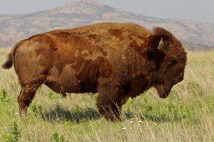 buffalo, Animals, Bison